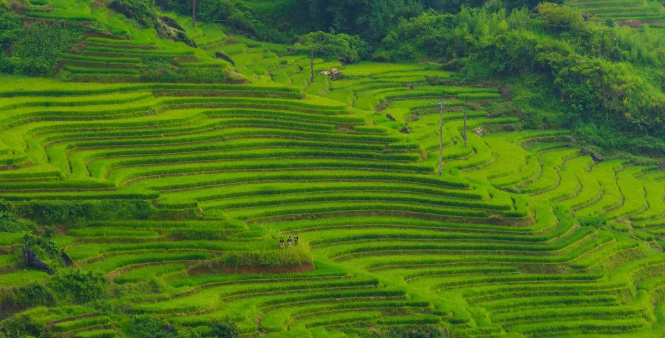 Xe giao gạo